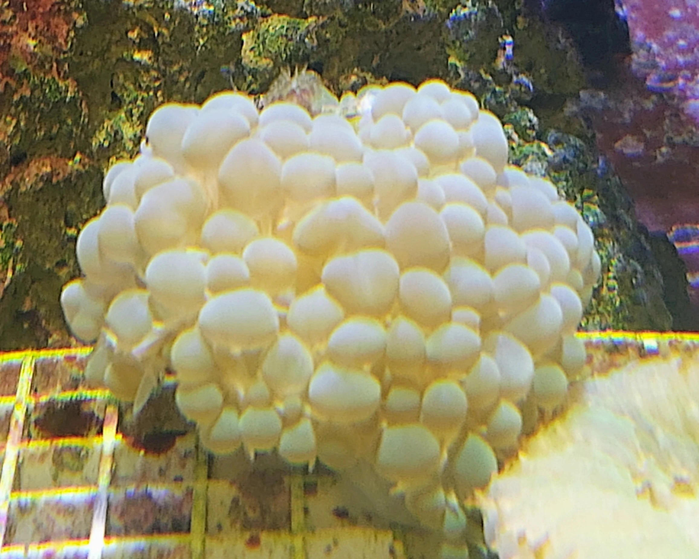 Physogora lichtensteini