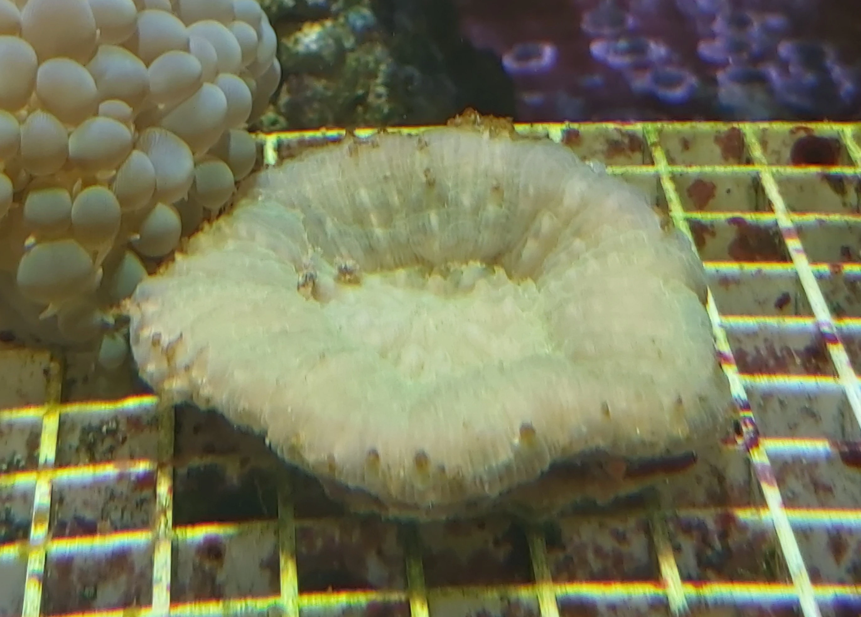 Lobophyllia sp.
