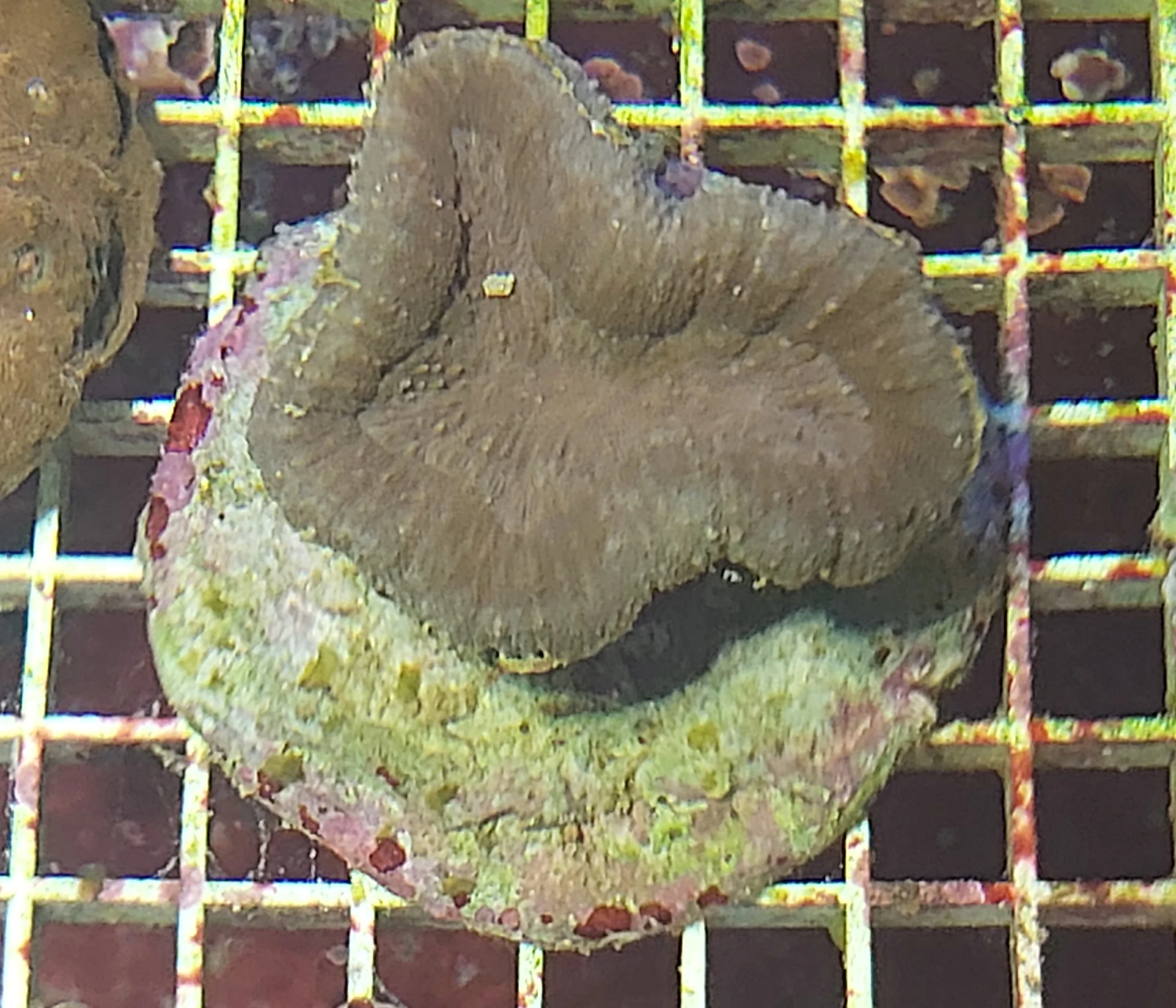 Lobophyllia corymbosa