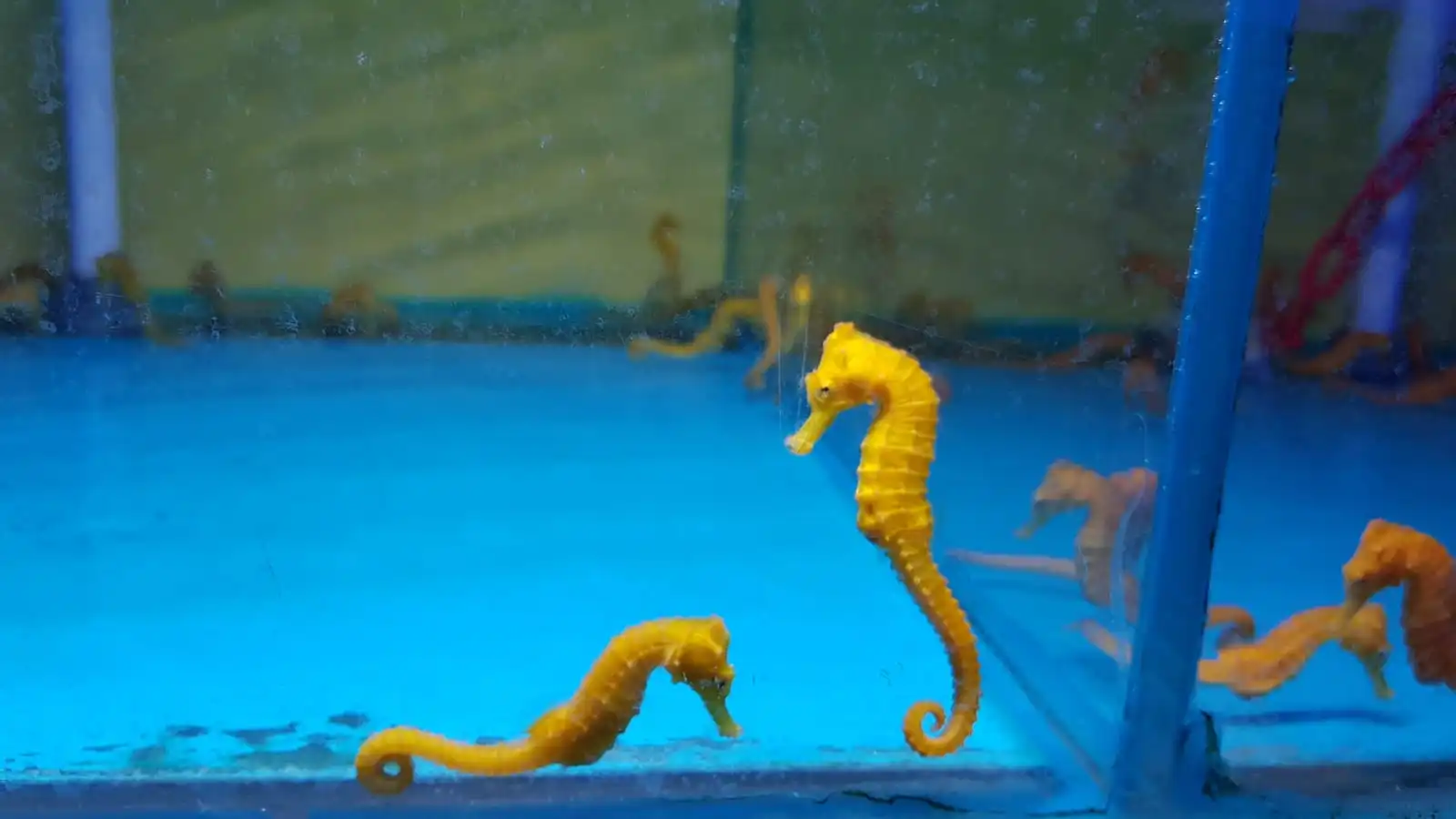 Hippocampus Kuda Yellow - Gul Søhest 5-7 cm