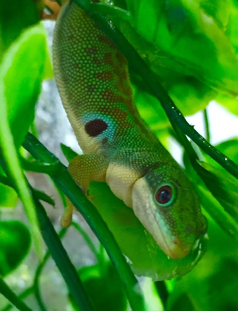 Påfugleøje Daggekko Phelsuma Quadriocellata