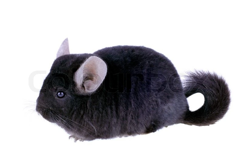 Chinchilla (Chinchilla lanigera) Sort eller Grå