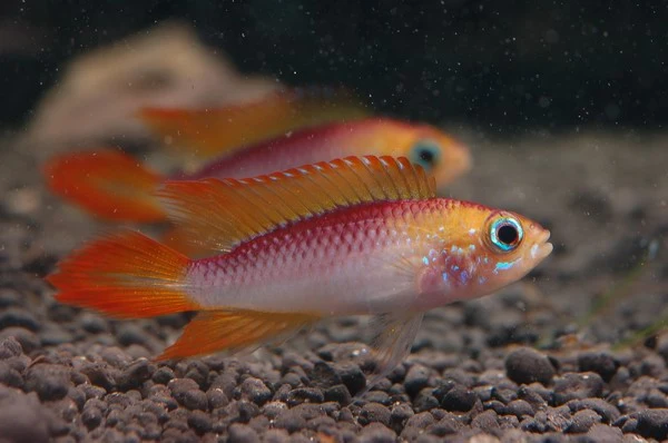 Apistogramma agassizii Fire Red