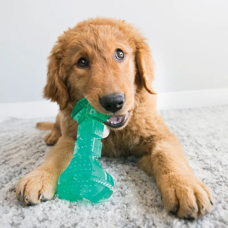 Kong Squeezz Dental Stick Grøn M 19 cm - pivelegetøj med tandpleje