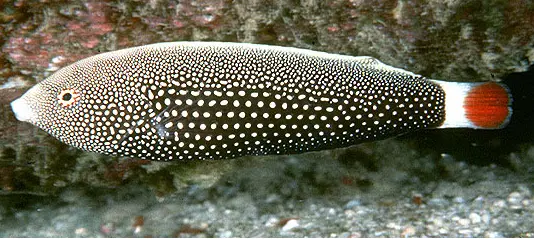 Anampses chrysocephalus