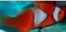 Amphiprion Percula White Opdrættet