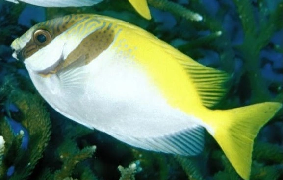 Siganus virgatus kirurgfisk