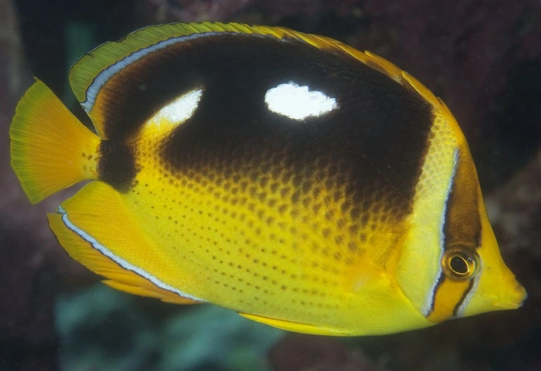 Chaetodon Quadrimaculatus