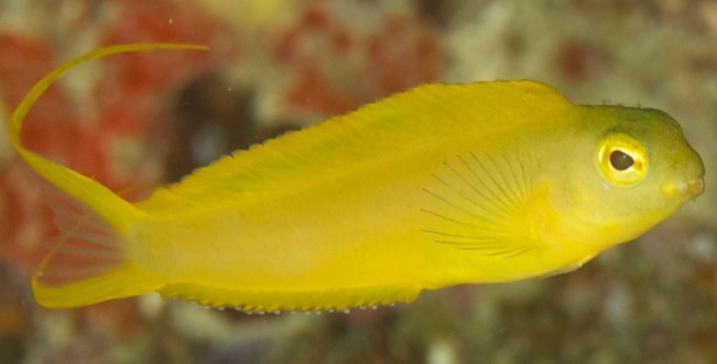 Meiacanthus Oualanensis