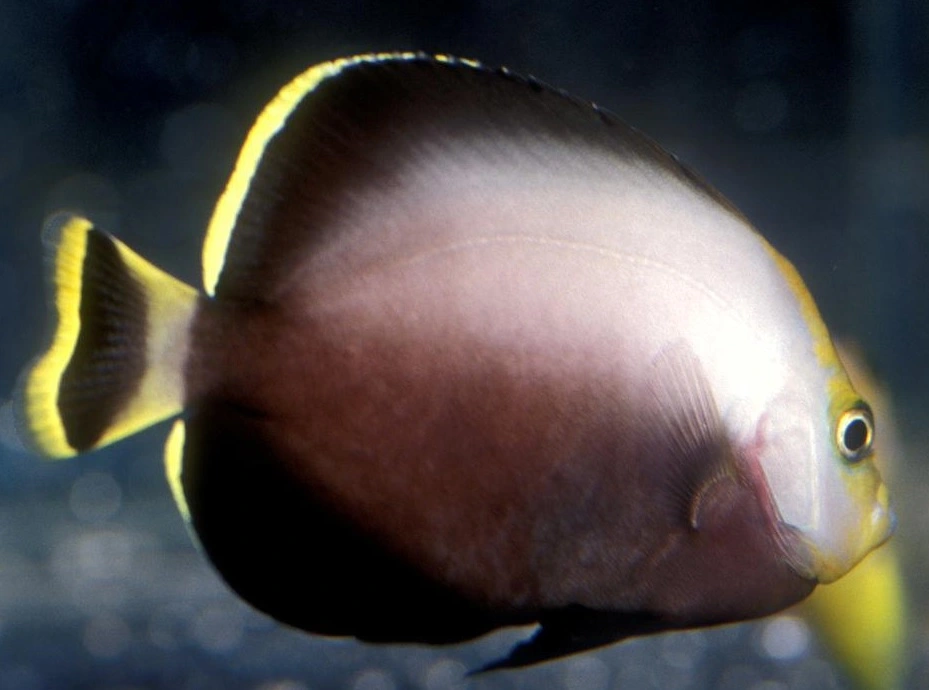 Chaetodontoplus Melanosoma