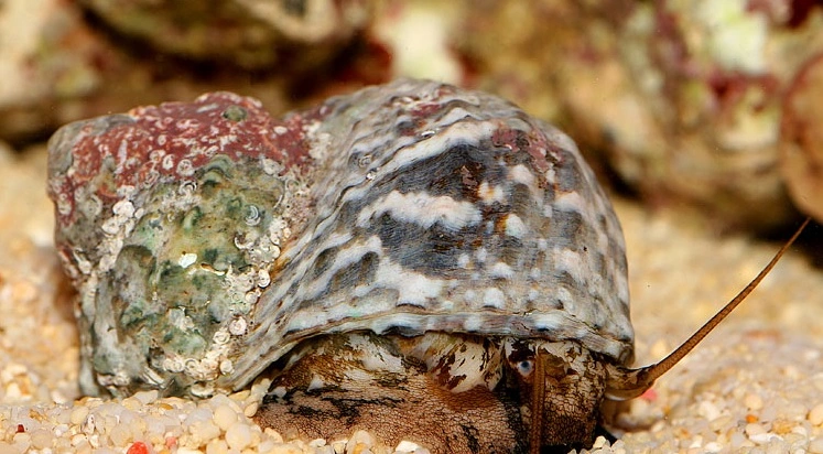 Turbo brunneus M