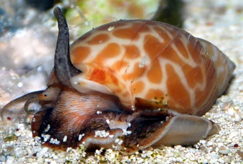 Orange turbo grazer snegl (Babylonia sp.)