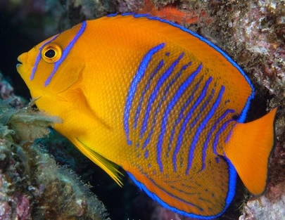 Holacanthus Clarionensis