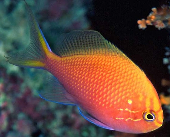 Serranocirrhitus Latus