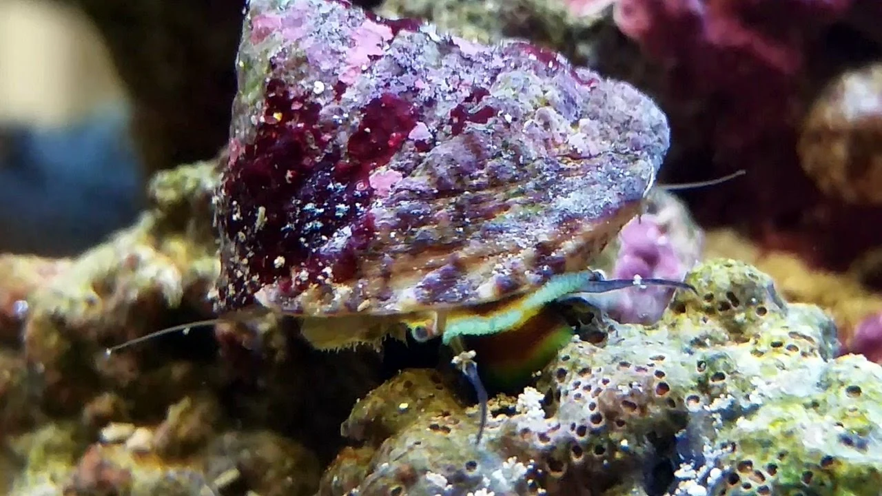 Trochus sp. Turbosnegl