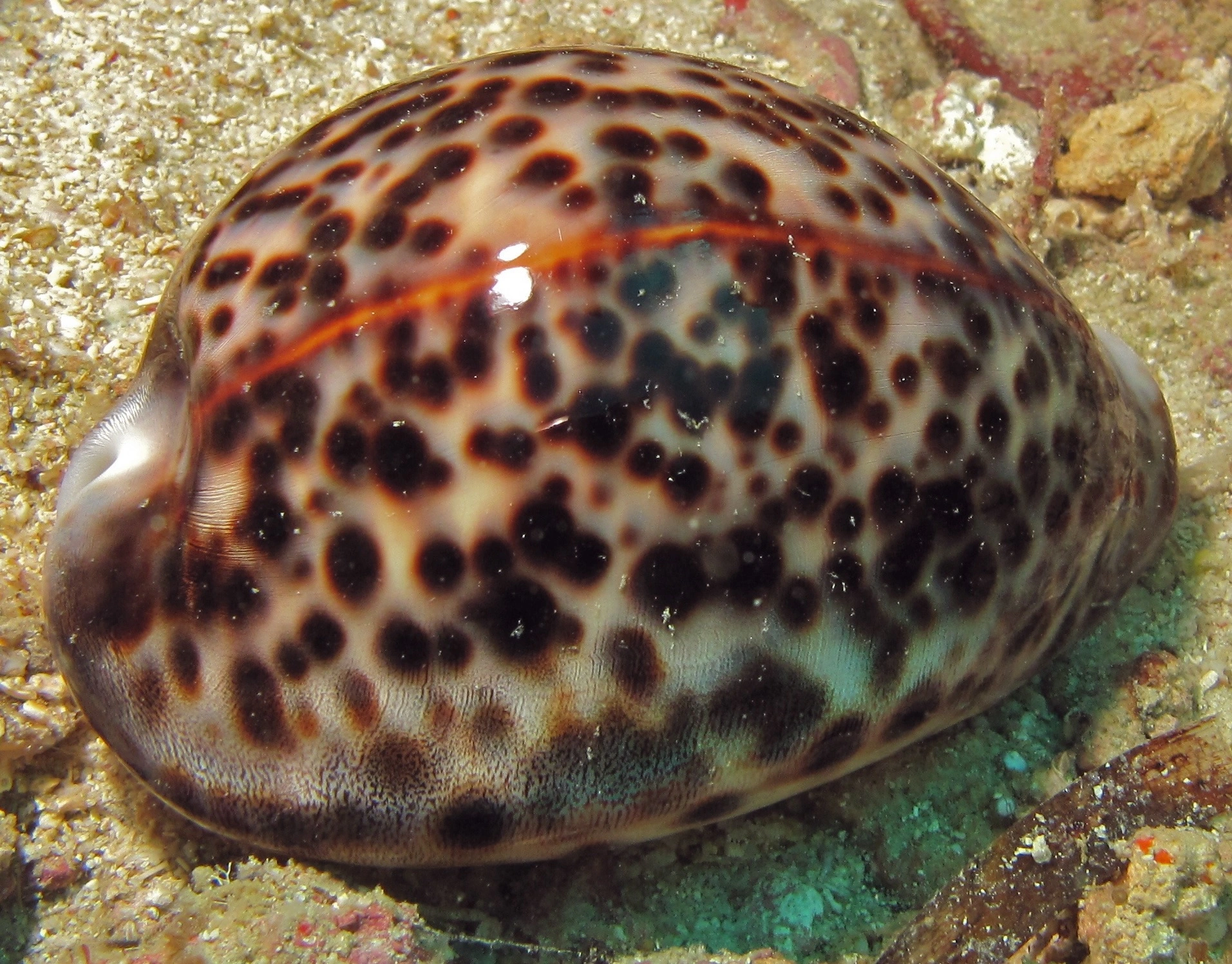 Cypraea tigris Tiger cowry snegl