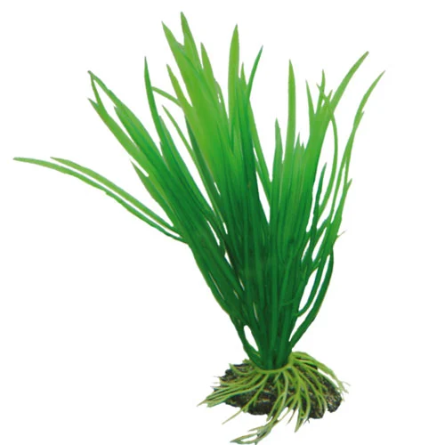 Hobby Cyperus 16 cm