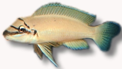 Chalinochromis brichardi