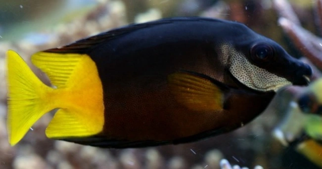 Siganus Uspi kirurgfisk