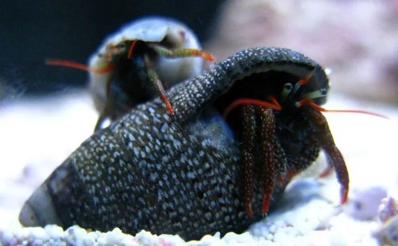 Eramitkrebs Clibanarius spp