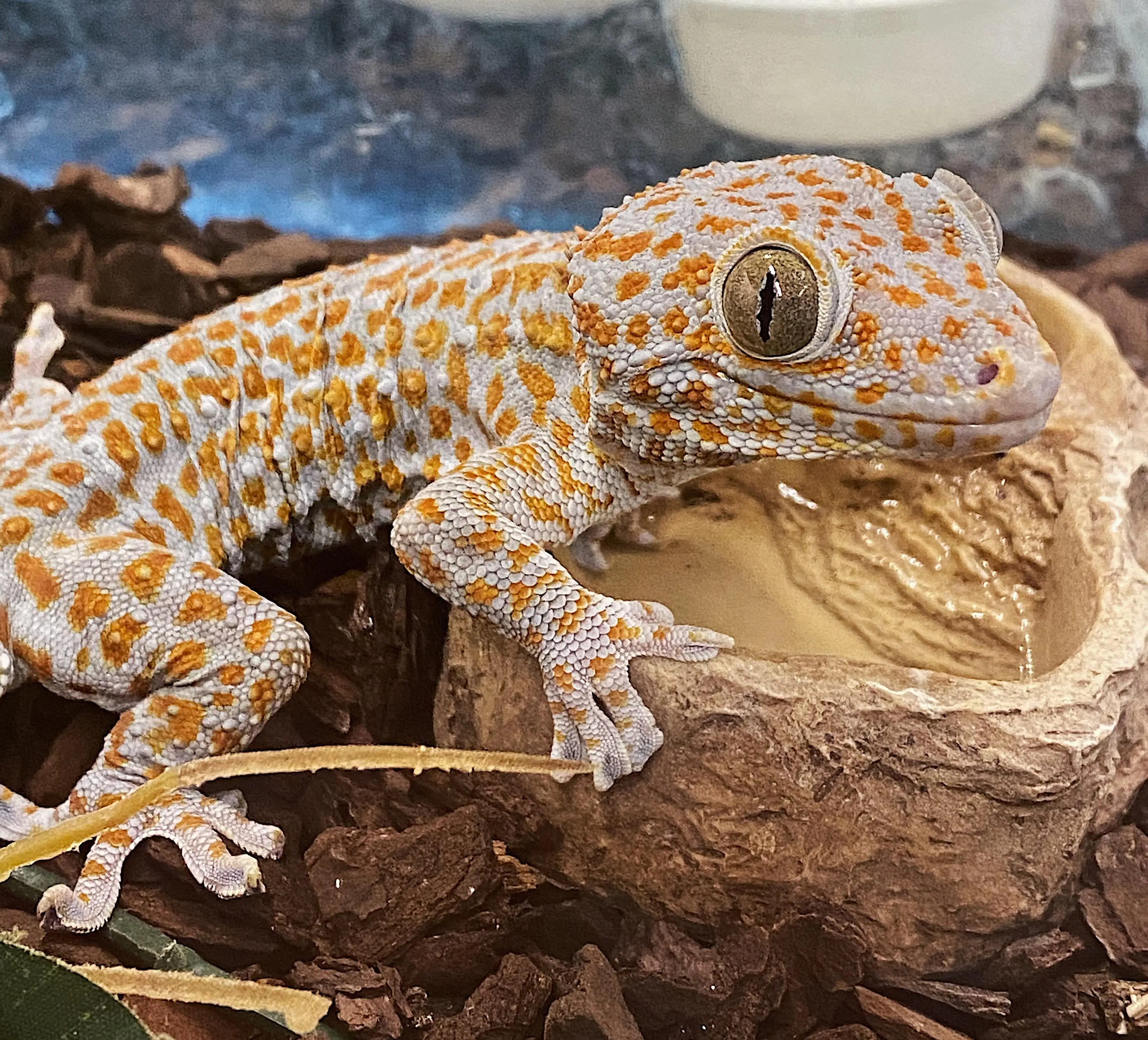 Tokaygekko (Gekko gecko) unge