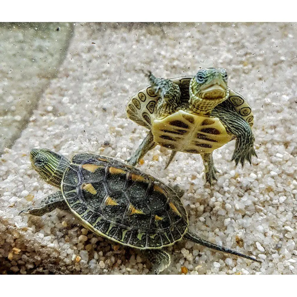 Stribet Kinesisk sumpskildpadde (Mauremys reevesii)