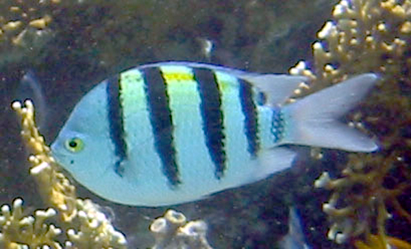 Abudefduf Vaigiensis