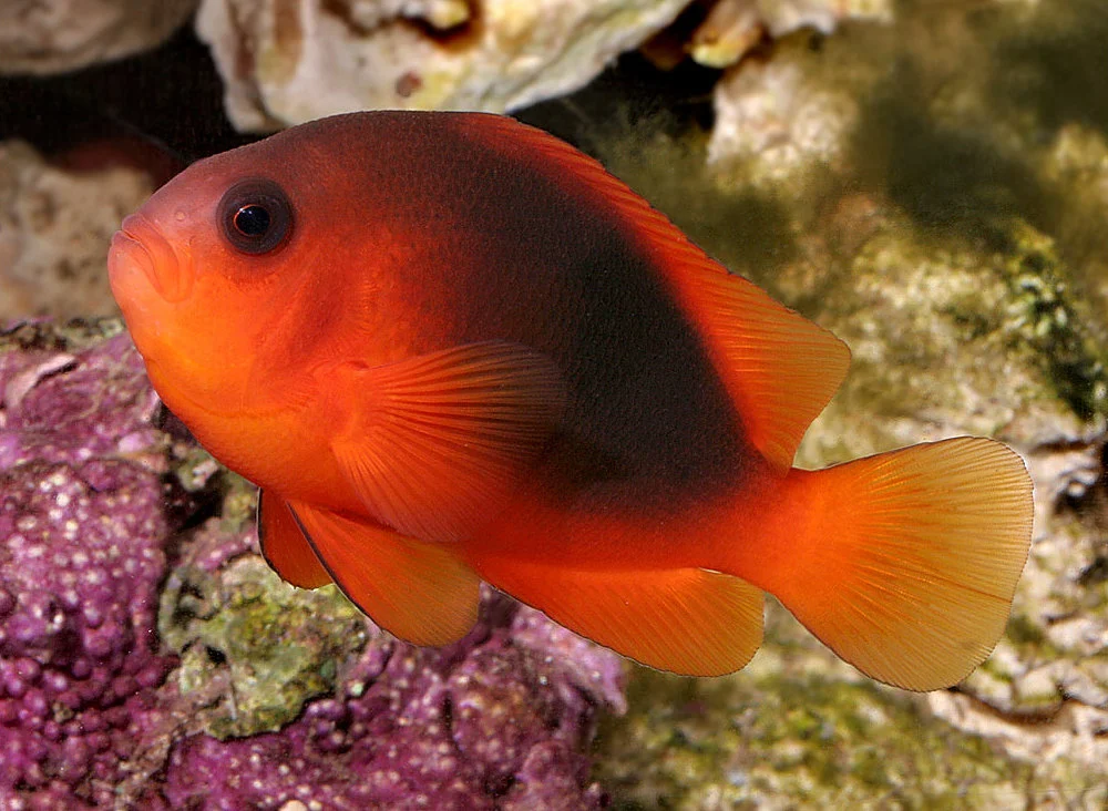 Ild Klovnefisk (Amphiprion ephippium) opdræt