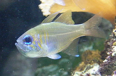 Trådfinne Kardinalfisk (Apogon Leptacanthus)