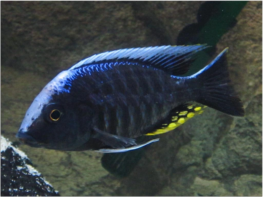 Aulonocara Kadensis