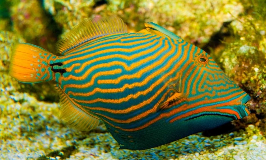 Bølgelinjet aftrækkerfisk (Balistapus undulatus)