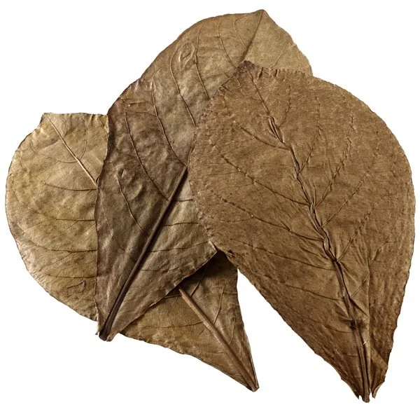 Catappa Leaves XL