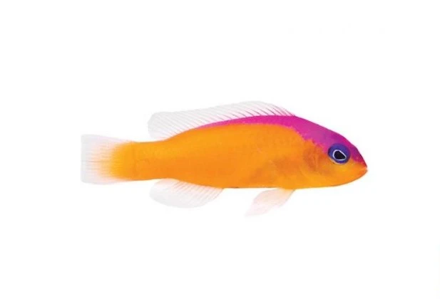 Pictichromis Diadema