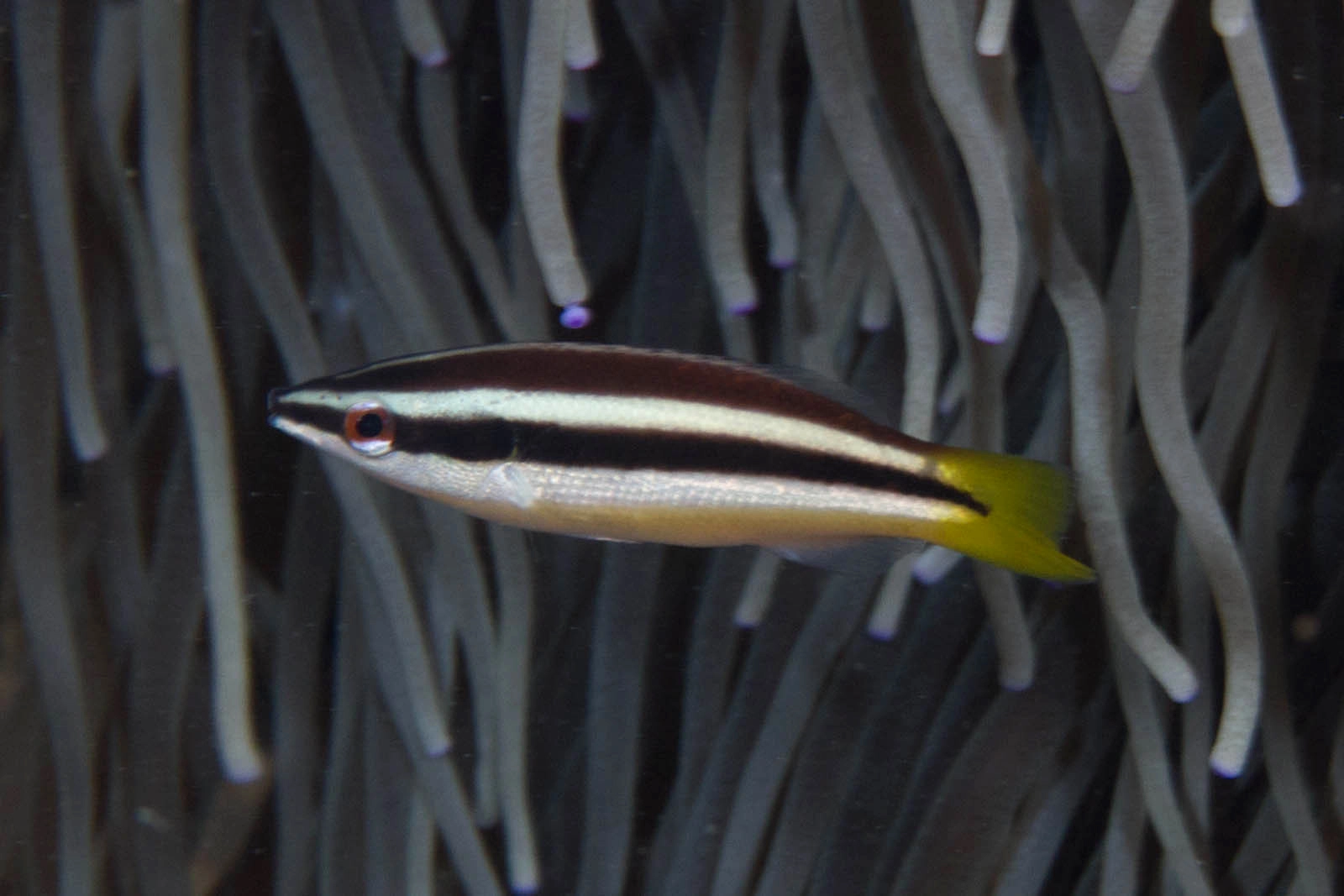 Diproctacanthus xanthurus