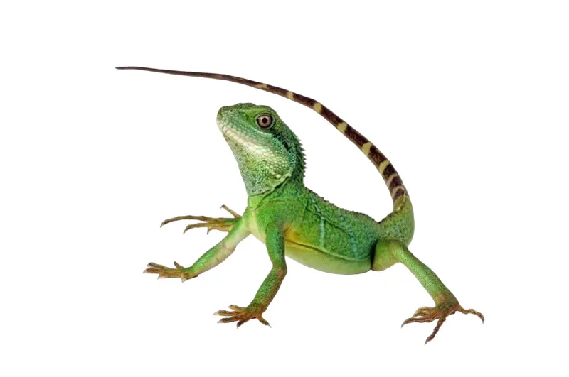 Grøn vandagame Physignatus concincinus
