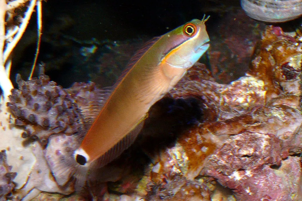 Haleplet Blenny (Ecsenius stigmatura)