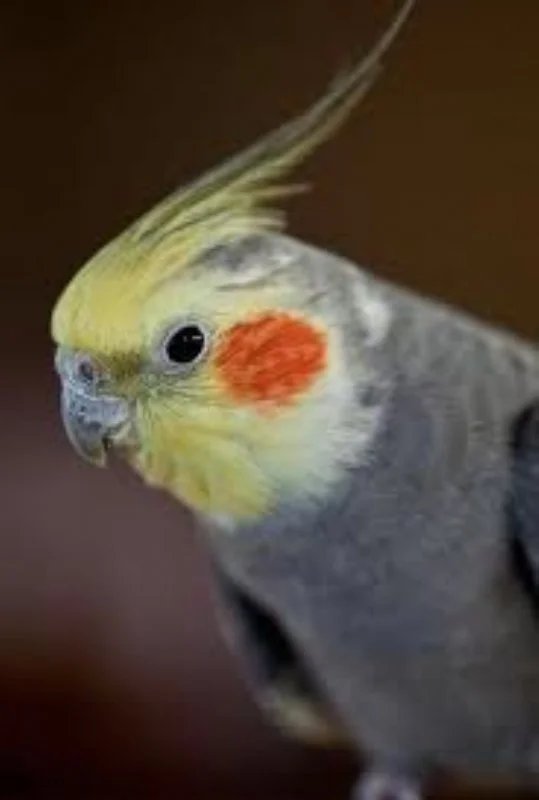 Nymfeparakit (Nymphicus hollandicus)