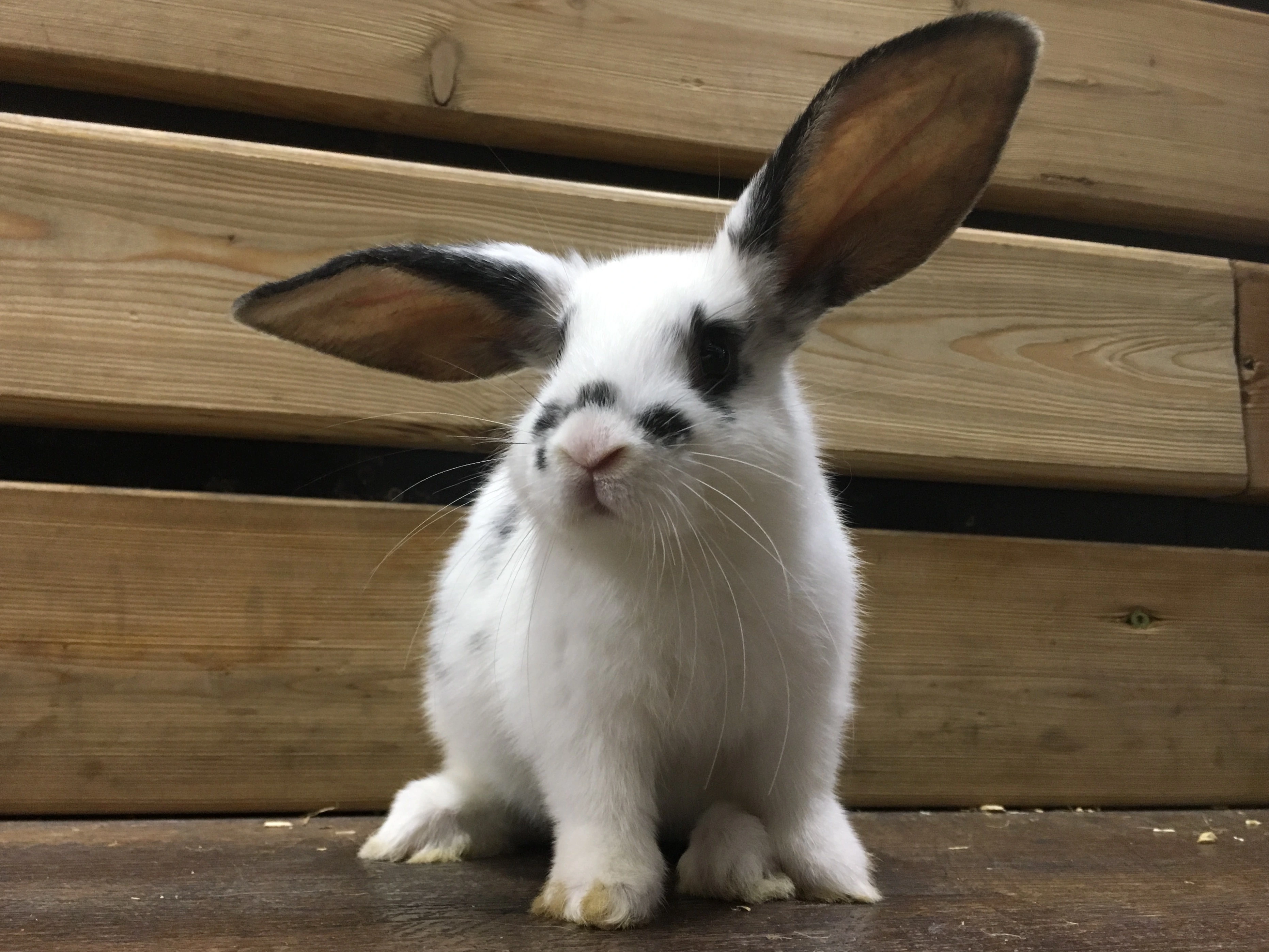 Kanin mix med blandede racer, køb nu kun DKK 549,00, MiniZoo.dk