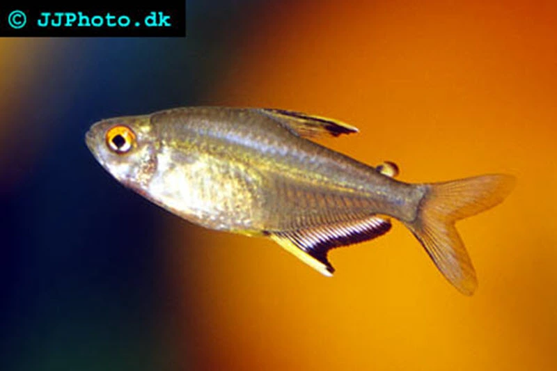 Citrontetra (Hyphessobrycon pulchripinnis)