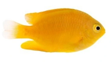 Lemon Damsel (Pomacentrus moluccensis)