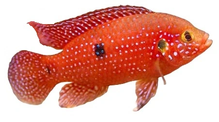 Hemichromis sp. Moanda 3-5 cm