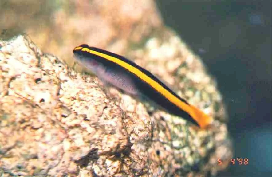 Gul Neon Goby (Gobiosoma evelynae)