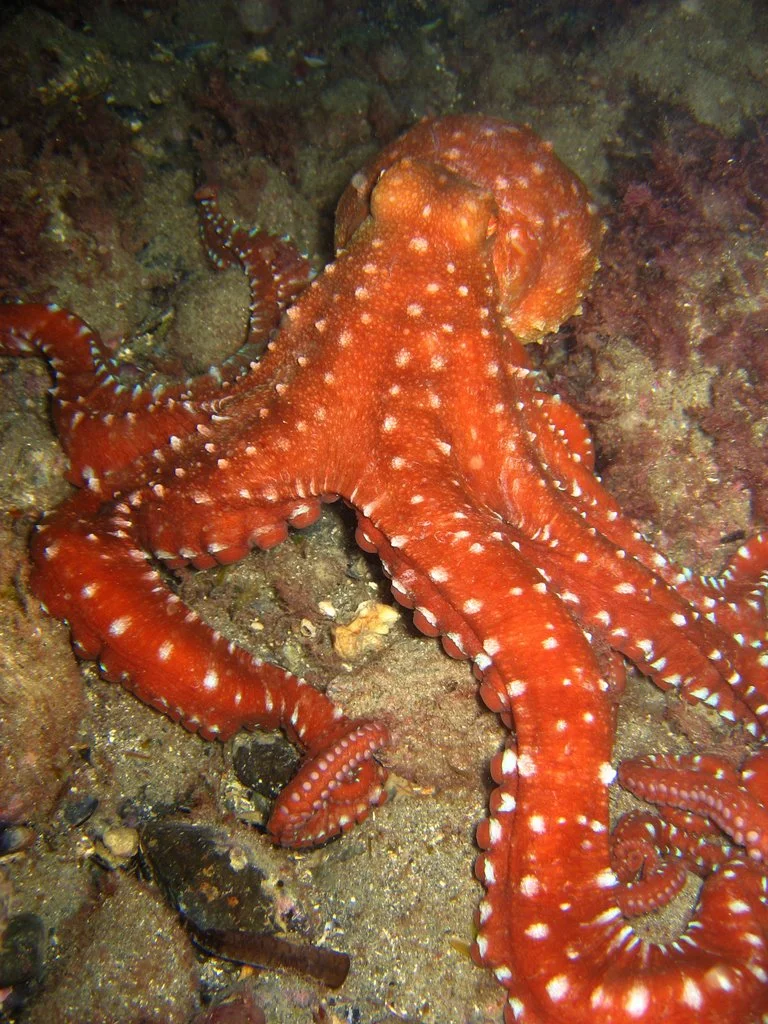 Callistoctopus macropus Rød Blæksprutte