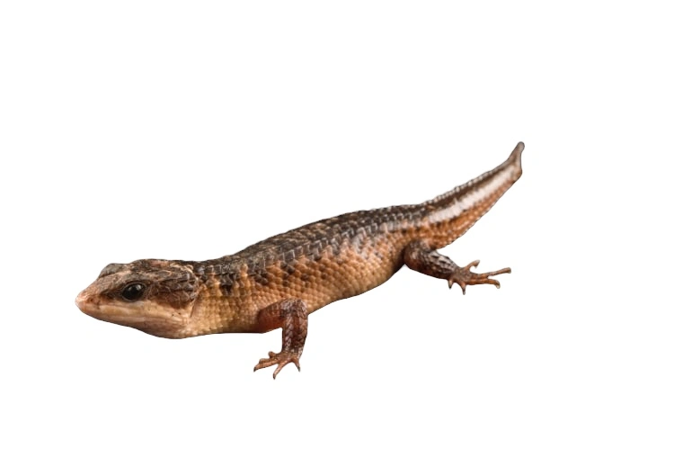 Sulawesi Water Skink (Tropidophorus Baconi)