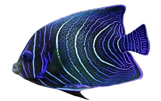 Pomacanthus Semicirculatus Korean Angelfish lille