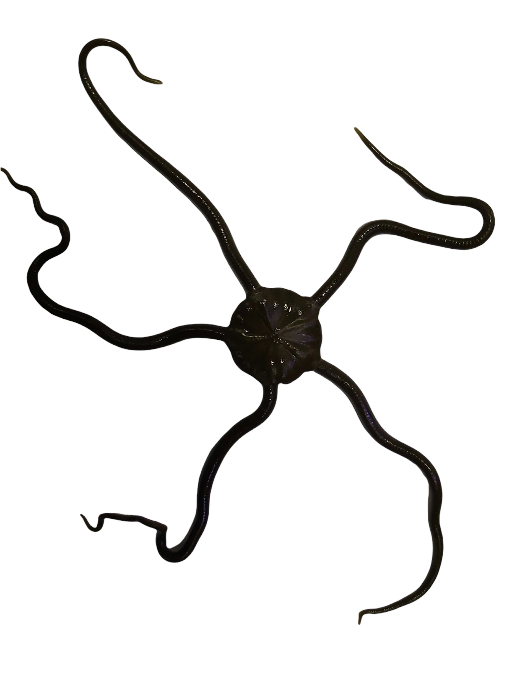 Slangesøstjerne Ophioderma rubicundum