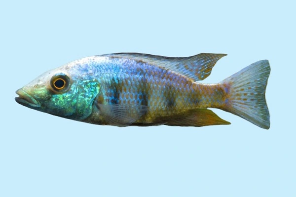Fossochromis Rostratum 6-8 cm