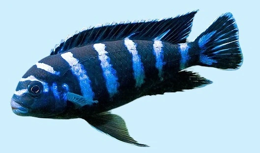 Chindongo demasoni (Tidl. Pseudotropheus demasoni)