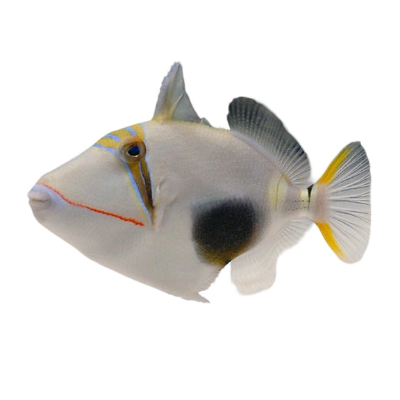 Sort Plet Aftrækker (Rhinecanthus Verrucosus)