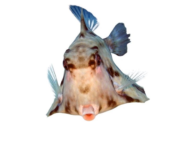 Pyramidekuffertfisk Tetrosomus Gibbosus